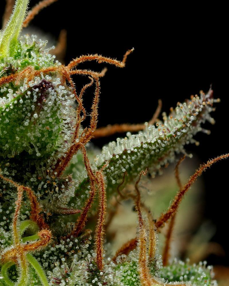 a close up of a plant with frost on it