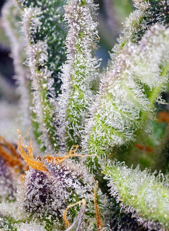 a close up of a plant with frost on it