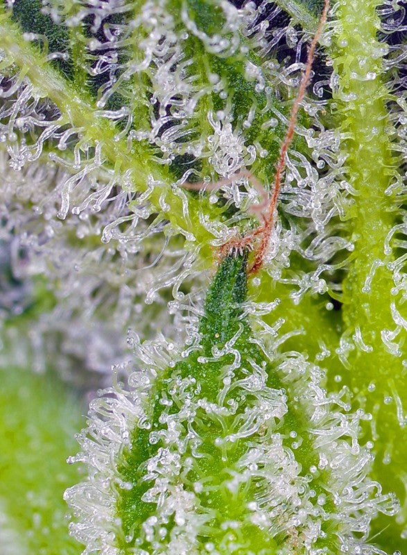 a close up of a plant with water droplets on it