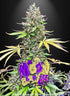 a picture of a marijuana plant with the word nerd on it