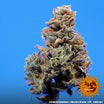 a marijuana plant with a blue sky in the background