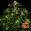 a picture of a marijuana plant on a black background