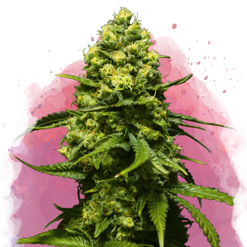 a close up of a marijuana plant on a colorful background