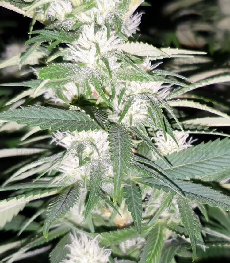 a close up of a plant with white flowers