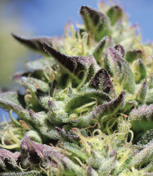 a close up of a plant with a blue sky in the background