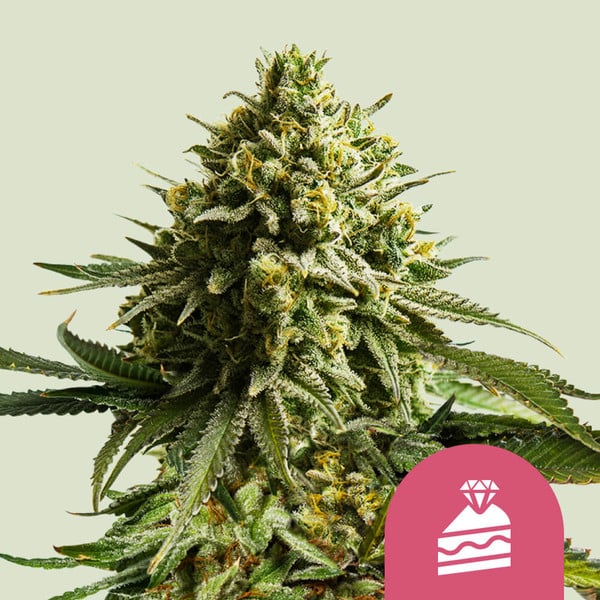 a close up of a marijuana plant with a pink background