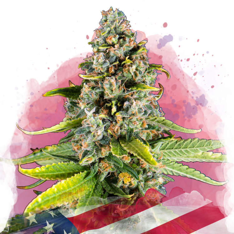 a marijuana plant with the american flag in the background