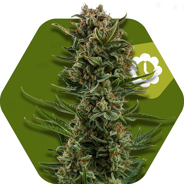 a picture of a marijuana plant on a green hexagonal background