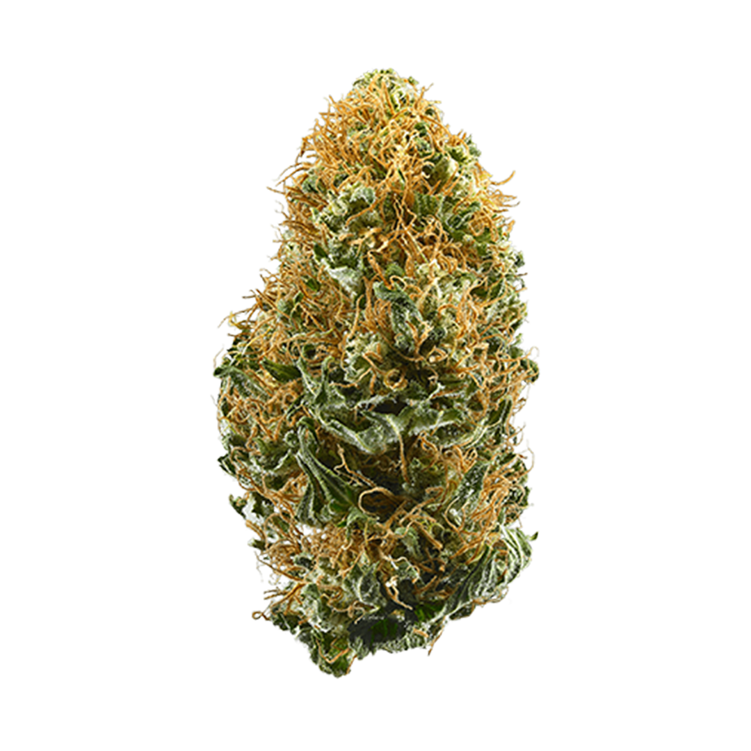 a close up of a marijuana plant on a white background