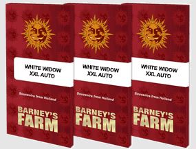 three barny's farm white widow, white widow, white widow, white