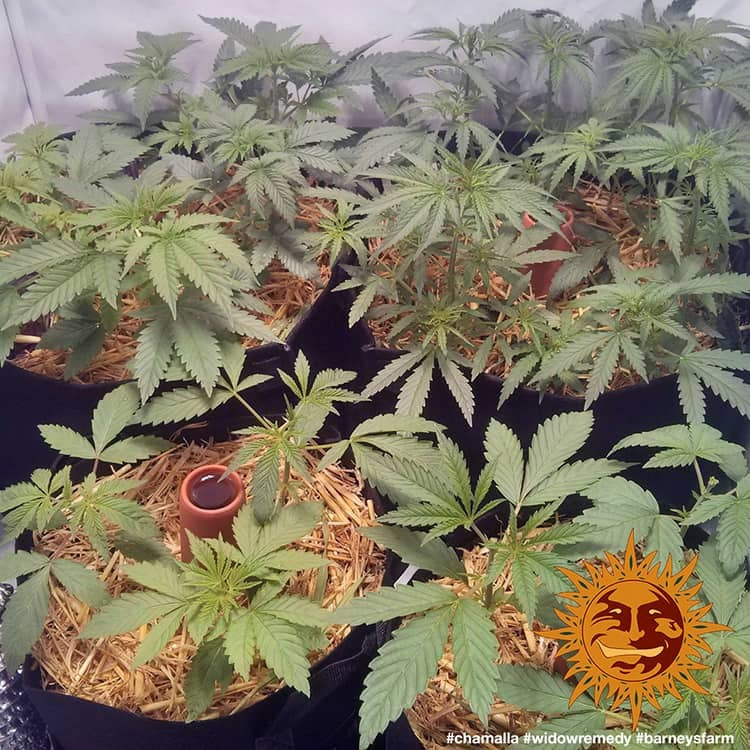 a group of potted plants sitting on top of a table