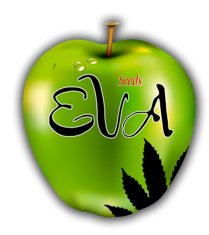 a green apple with a marijuana leaf on it