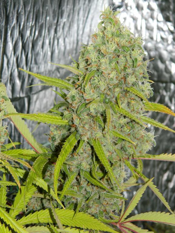 a close up of a marijuana plant near a wall