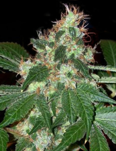 The Cali Connection Chem Valley Kush Female Cannabis Seeds