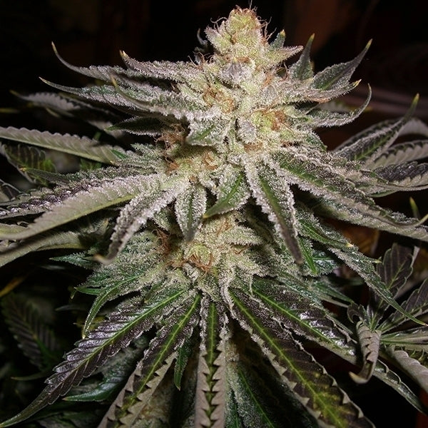The Cali Connection Original Sour Diesel Female Cannabis Seeds