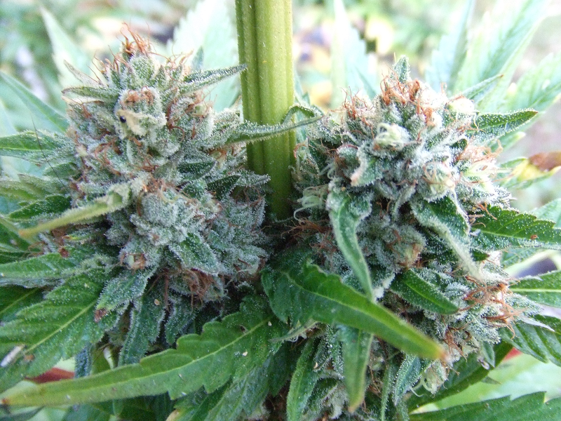 The Cali Connection Strawberry OG Female Cannabis Seeds