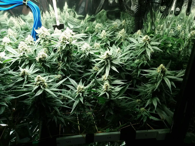 a large group of marijuana plants in a greenhouse