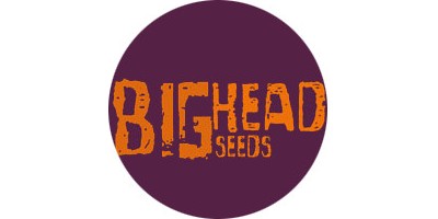 a picture of a big head seeds logo