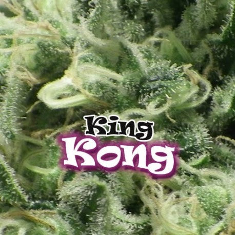 a close up of a plant with the words king kong on it