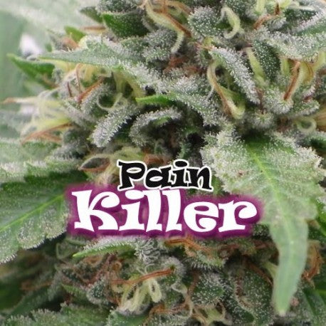 a close up of a plant with the words pain killer on it