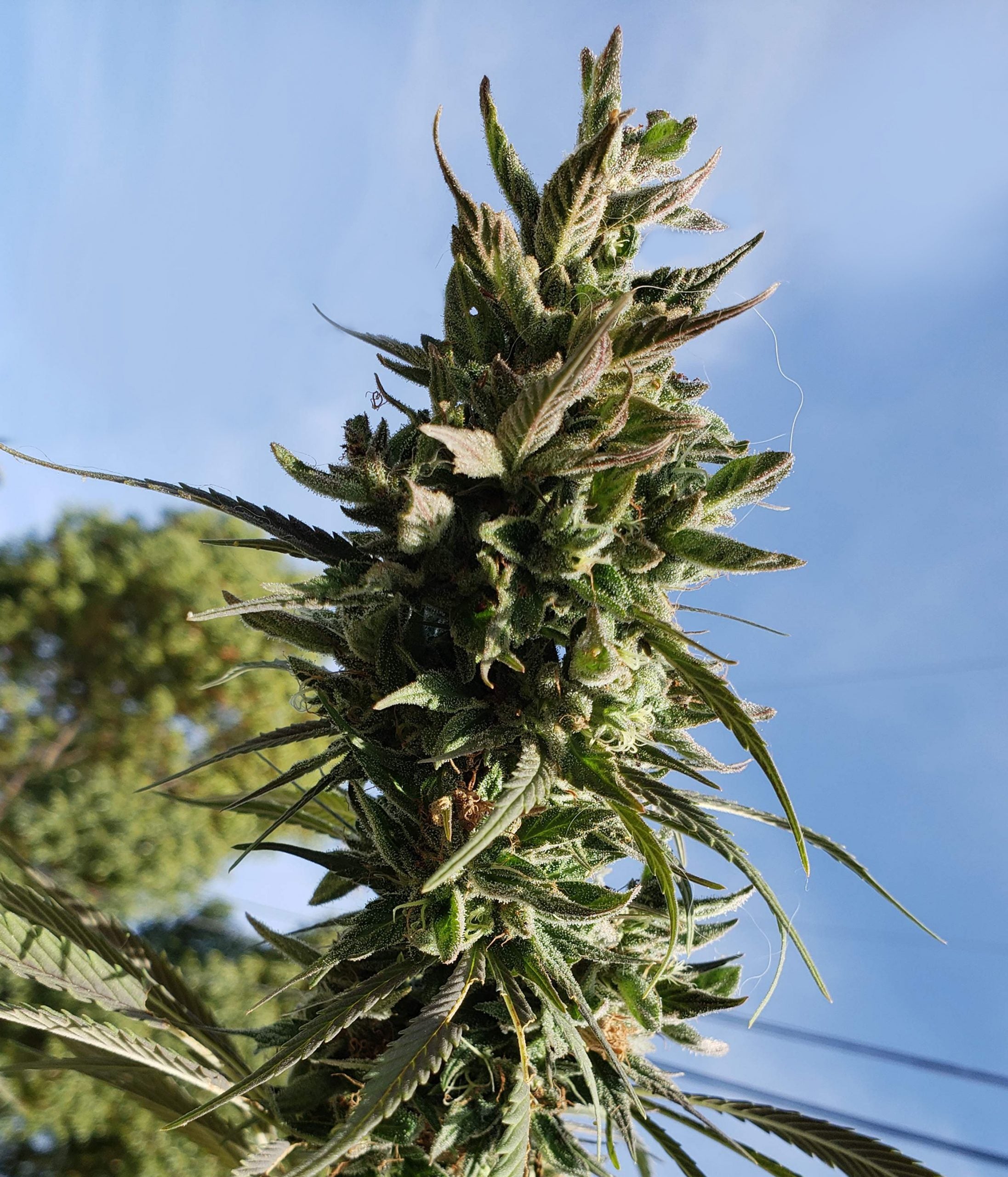 a close up of a plant on a sunny day