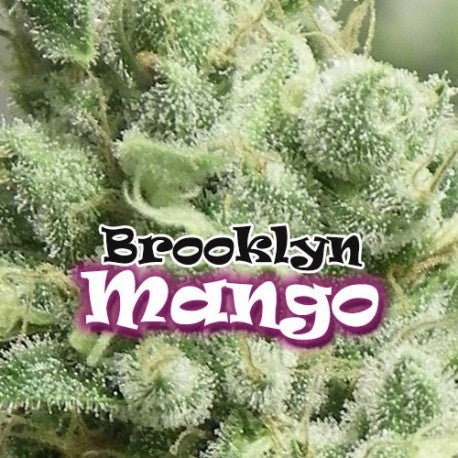 a close up of a plant with the words brooklyn mango