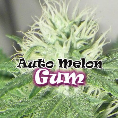 a close up of a plant with the words auto melon gum