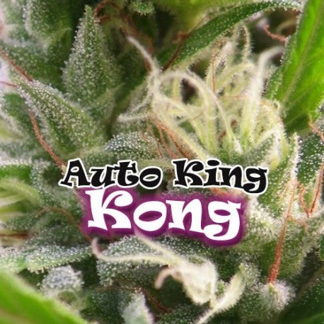 a close up of a marijuana plant with the words,'auto king kong '