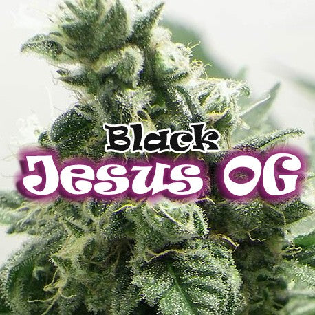 a close up of a marijuana plant with the words black jesus on it