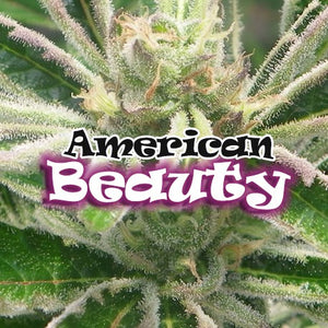a close up of a plant with the words american beauty