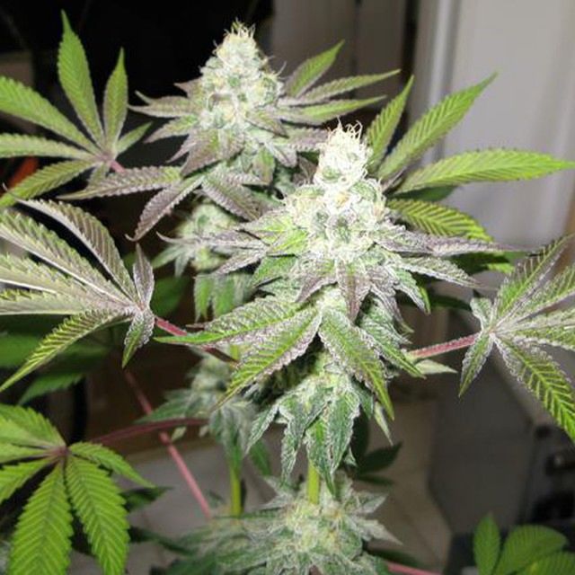 The Cali Connection 78 - The Gold Line - Female Cannabis Seeds