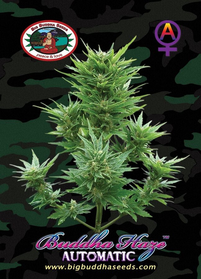 a marijuana plant with a camouflage background
