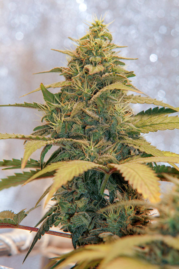 a close up of a marijuana plant in a blurry background