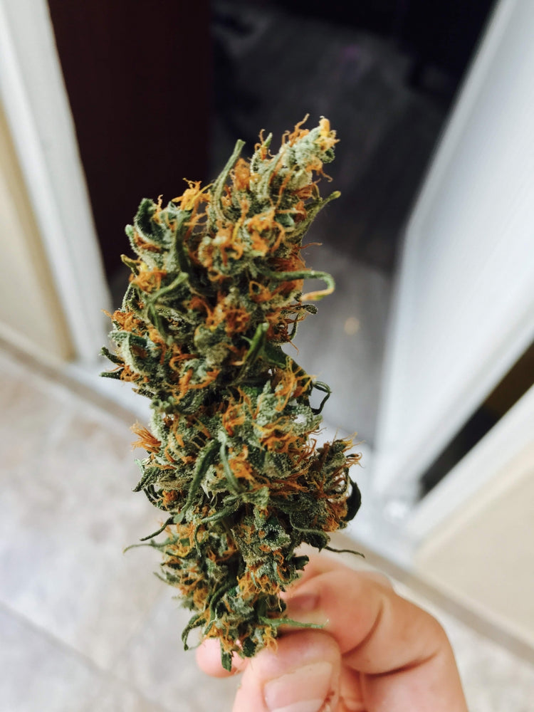 a person holding a weed in their hand