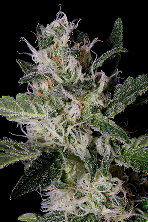 a close up of a plant on a black background