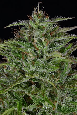 a close up of a plant on a black background