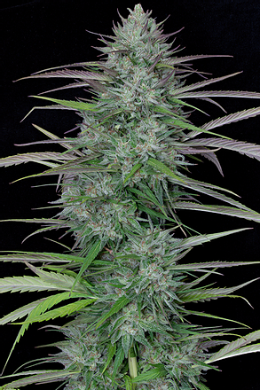 a close up of a plant on a black background