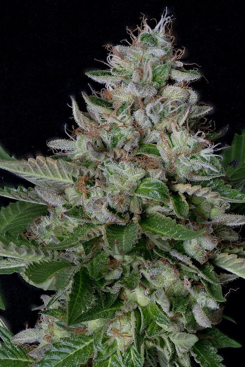 a close up of a plant on a black background