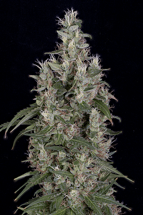 a close up of a plant on a black background