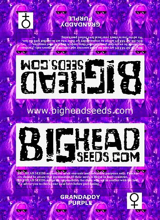 two purple stickers that say bighead seeds