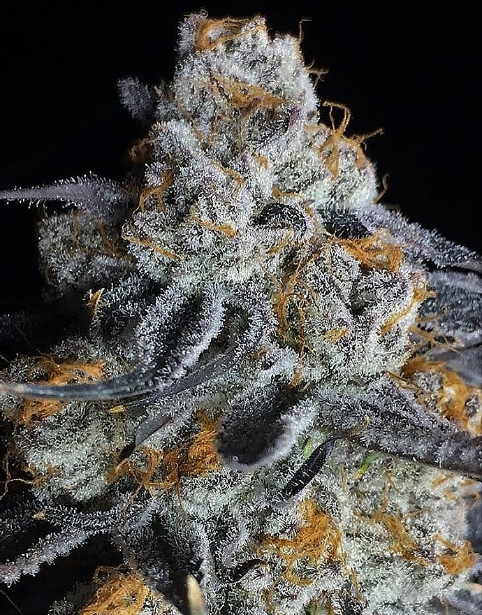 a close up of a plant with a black background