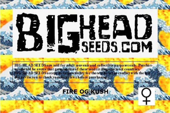 a flyer for a bighead seed company