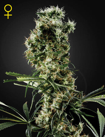 a marijuana plant is shown with the word'q'in front of it