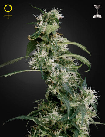 a picture of a marijuana plant with a black background