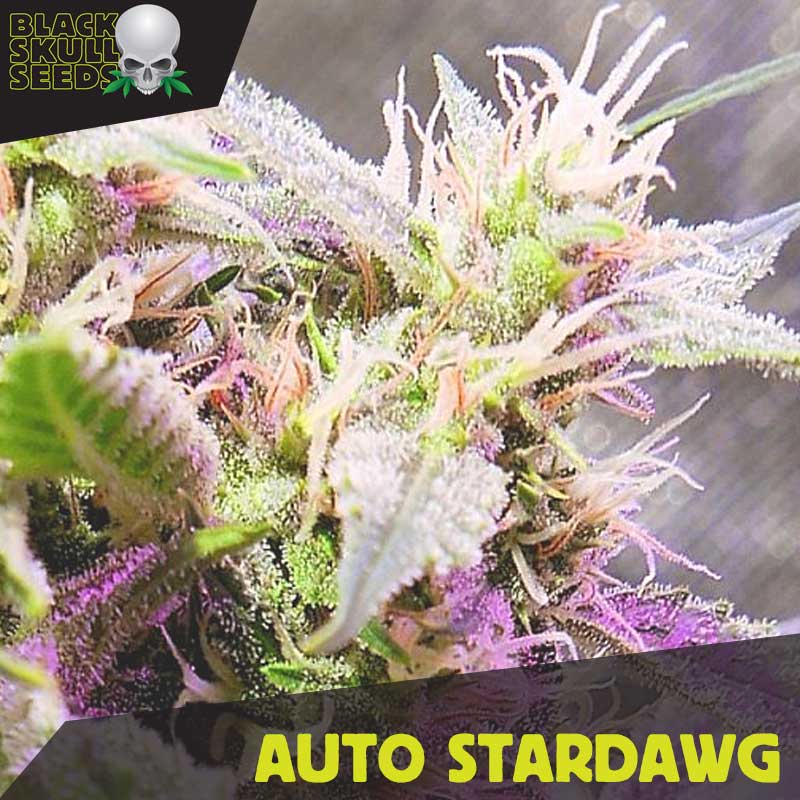 a close up of a marijuana plant with the words auto stardawg