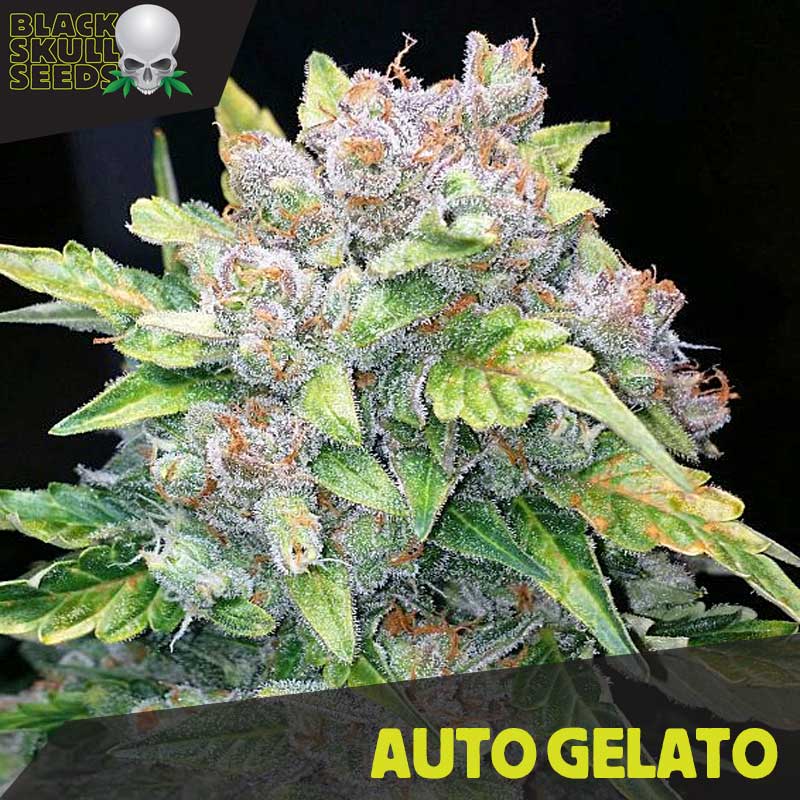 a close up of a plant with the words auto gelato