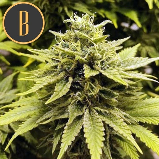 a close up of a green plant with the letter b on it
