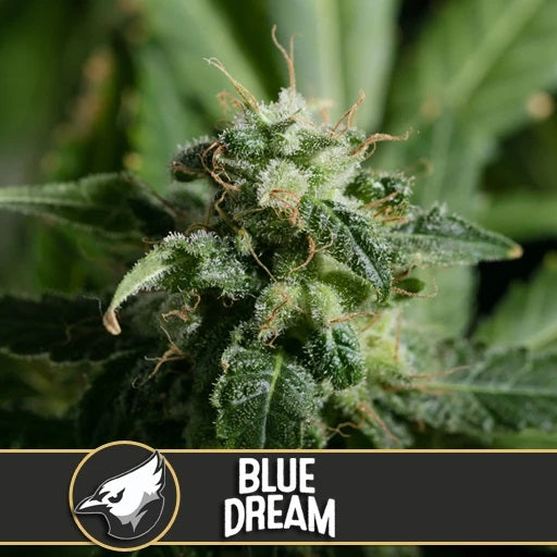 a close up of a blue dream plant