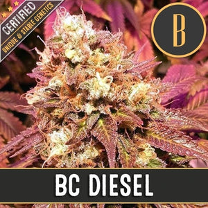a close up of a plant with the words bc diesel on it