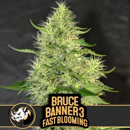 a close up of a plant with the words bruce banner 3 fast blooming